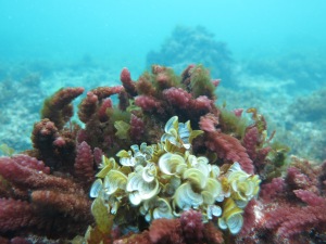 Algal diversity is high in the Cottesloe Reef Ecosystem