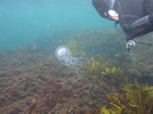 Cottesloe Ecosystem Research Project