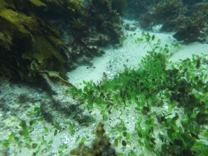 Halophila ovalis  - an ephemeral seagrass species - was common across the Cottesloe Ecosystem