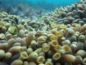 Zoanthids seen as part of the Cottesloe Ecosystem Research Project