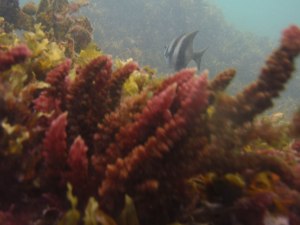 Fish and Algae Cottesloe Ecosystem Research Project