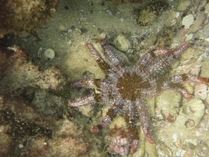 Starfish at Cottesloe Reef